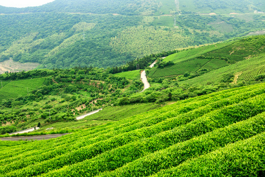 茶山茶園公路