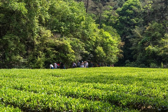 武夷山茶園