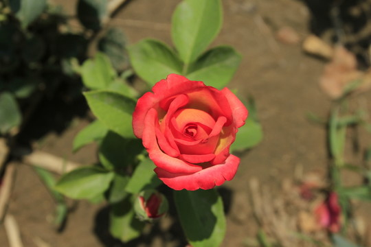 月季花