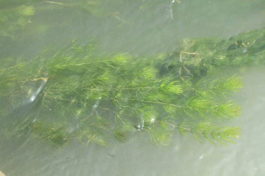 水草
