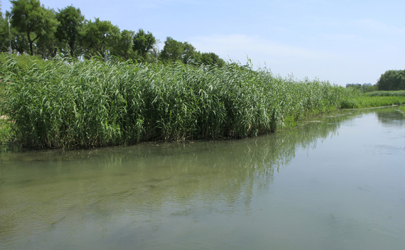 水草