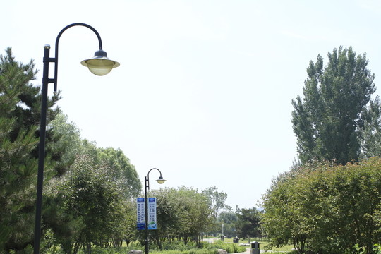 初夏公園 綠色