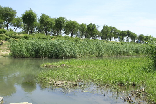 公園樹木景觀