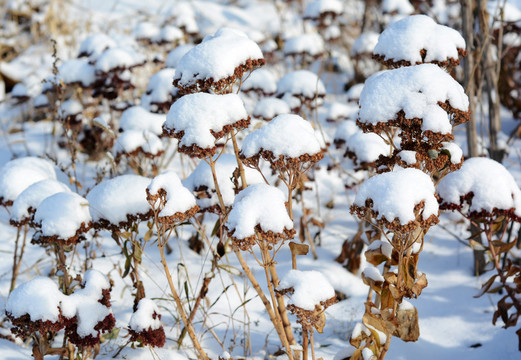 冬雪