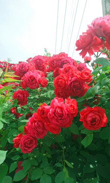 薔薇花群