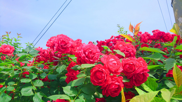紅色薔薇花