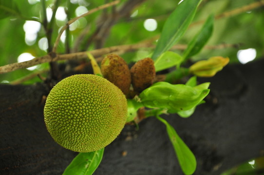 大樹菠蘿