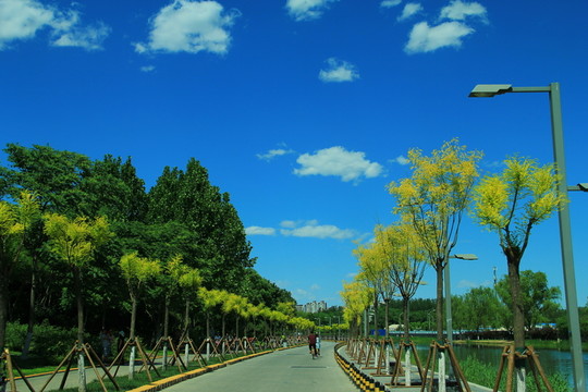 道路兩旁的樹