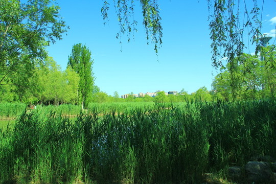 濕地公園