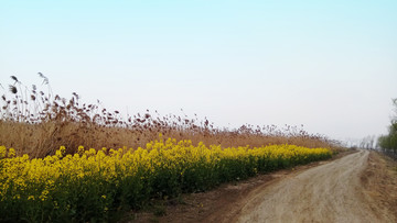 蘆葦 油菜 土路