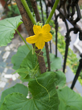 黃瓜花