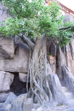 樹根 樹藤圖片