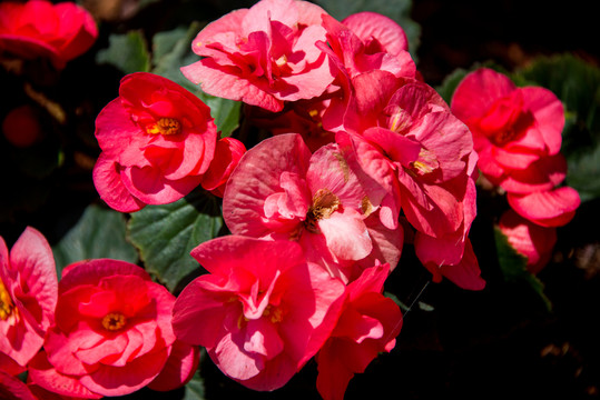 小花