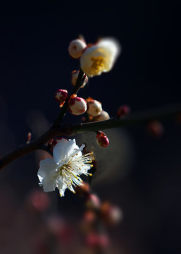 梅花