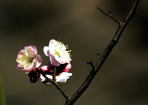 梅花