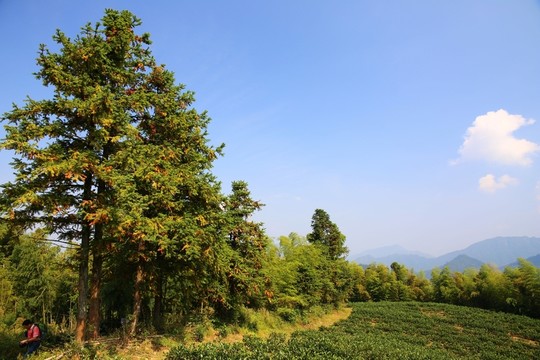 皖南山區(qū)樹林生態(tài)