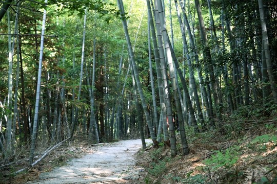 竹林山路  箬嶺古道