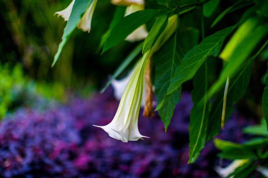 花草