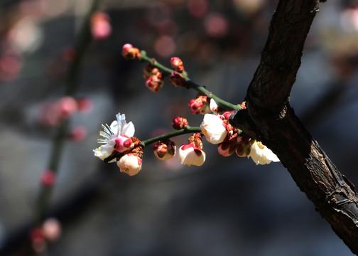 梅花