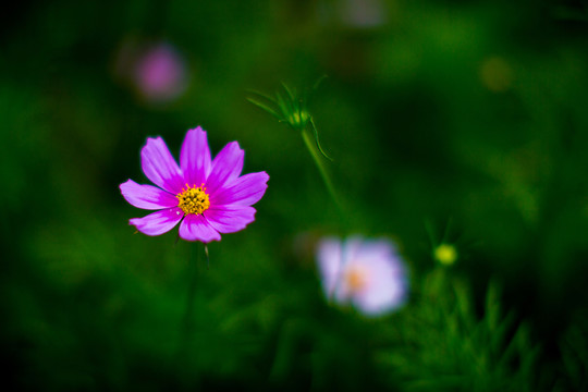 花草