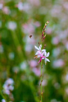 花草