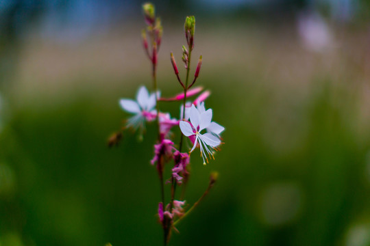 花草