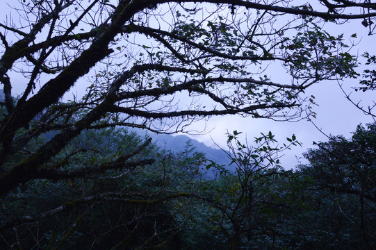 梵凈山風(fēng)景