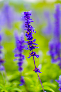 花草