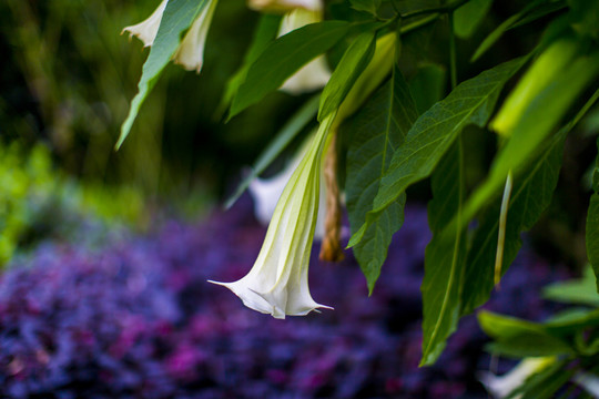 花草