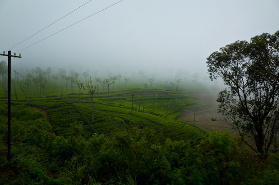 斯里蘭卡高山茶園