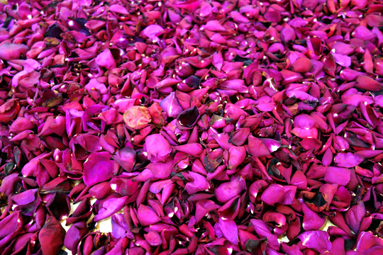 玫瑰花瓣
