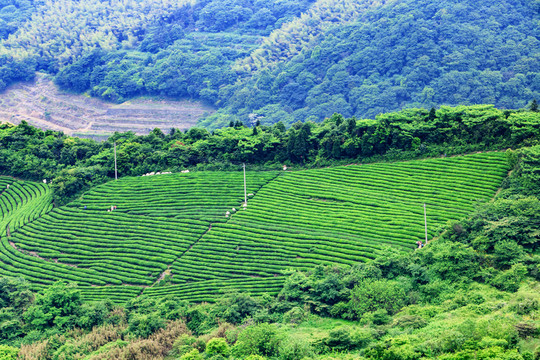 茶山茶園茶樹