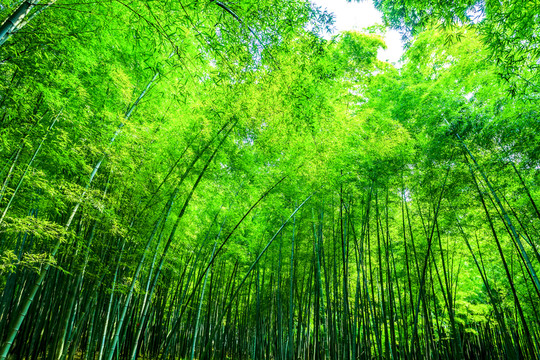 竹林 竹子