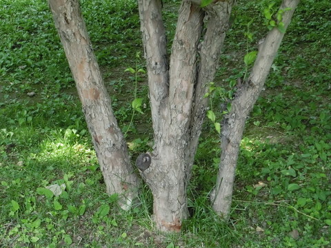 山茱萸 山茱萸樹干