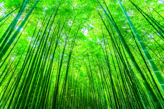 竹林 竹子