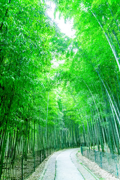 竹林 竹子