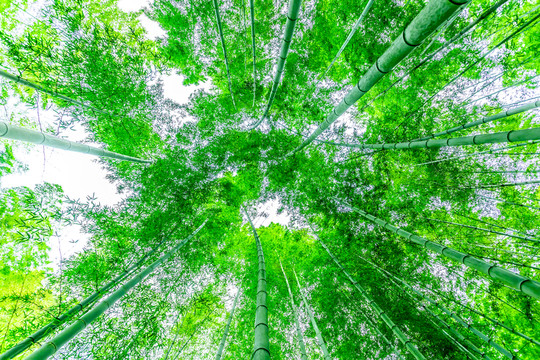 竹林 竹子