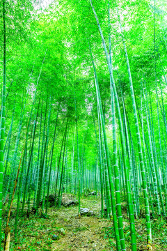 竹林 竹子