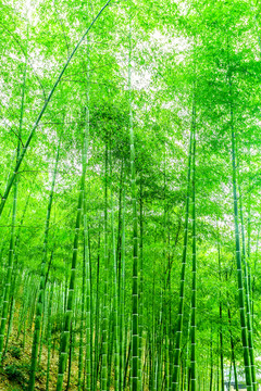 竹林 竹子