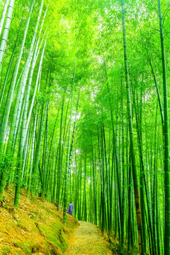 竹林 竹子