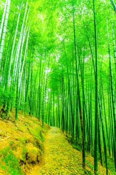 竹林 竹子