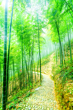竹林 竹子
