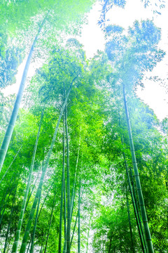 竹林 竹子
