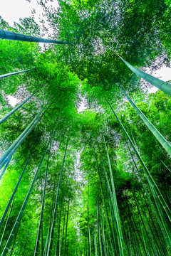 竹林 竹子