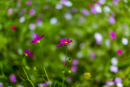 花草