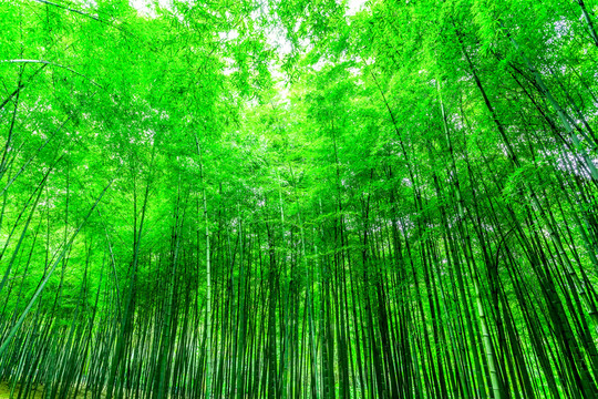 竹子 竹林  竹葉