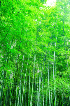 竹林 竹子 竹葉