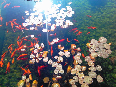 金魚池