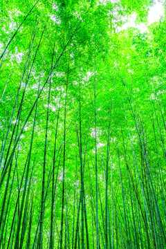 竹林 竹子 竹葉