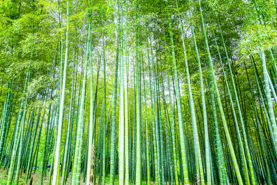 竹子 竹林 竹葉